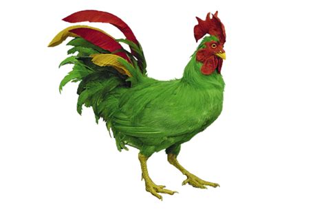 would like to tryred rooster to green door 